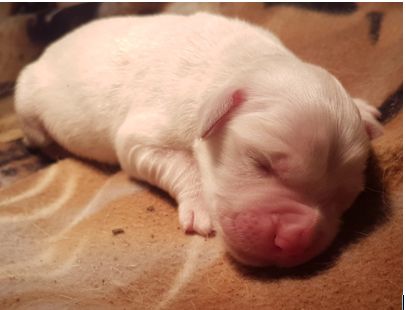 Phébus chiot unique de Lizzy et Malte