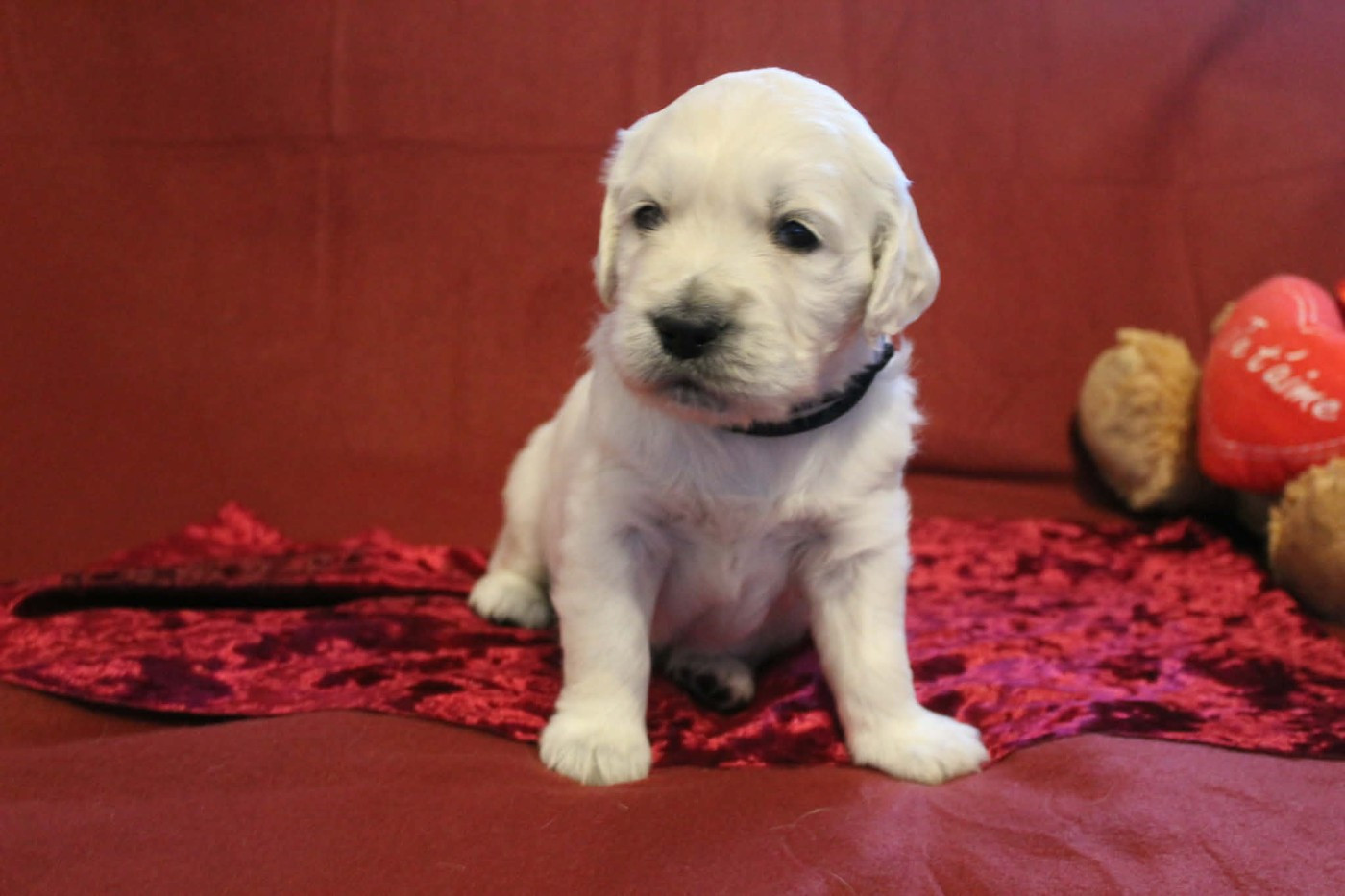 De L'Or De Lizzy - Chiots disponibles - Golden Retriever