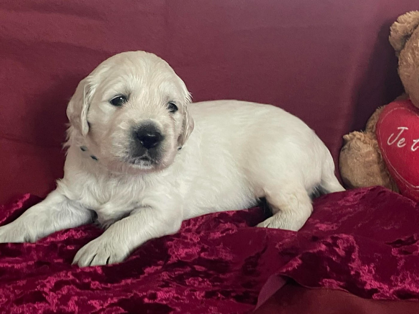 De L'Or De Lizzy - Chiots disponibles - Golden Retriever