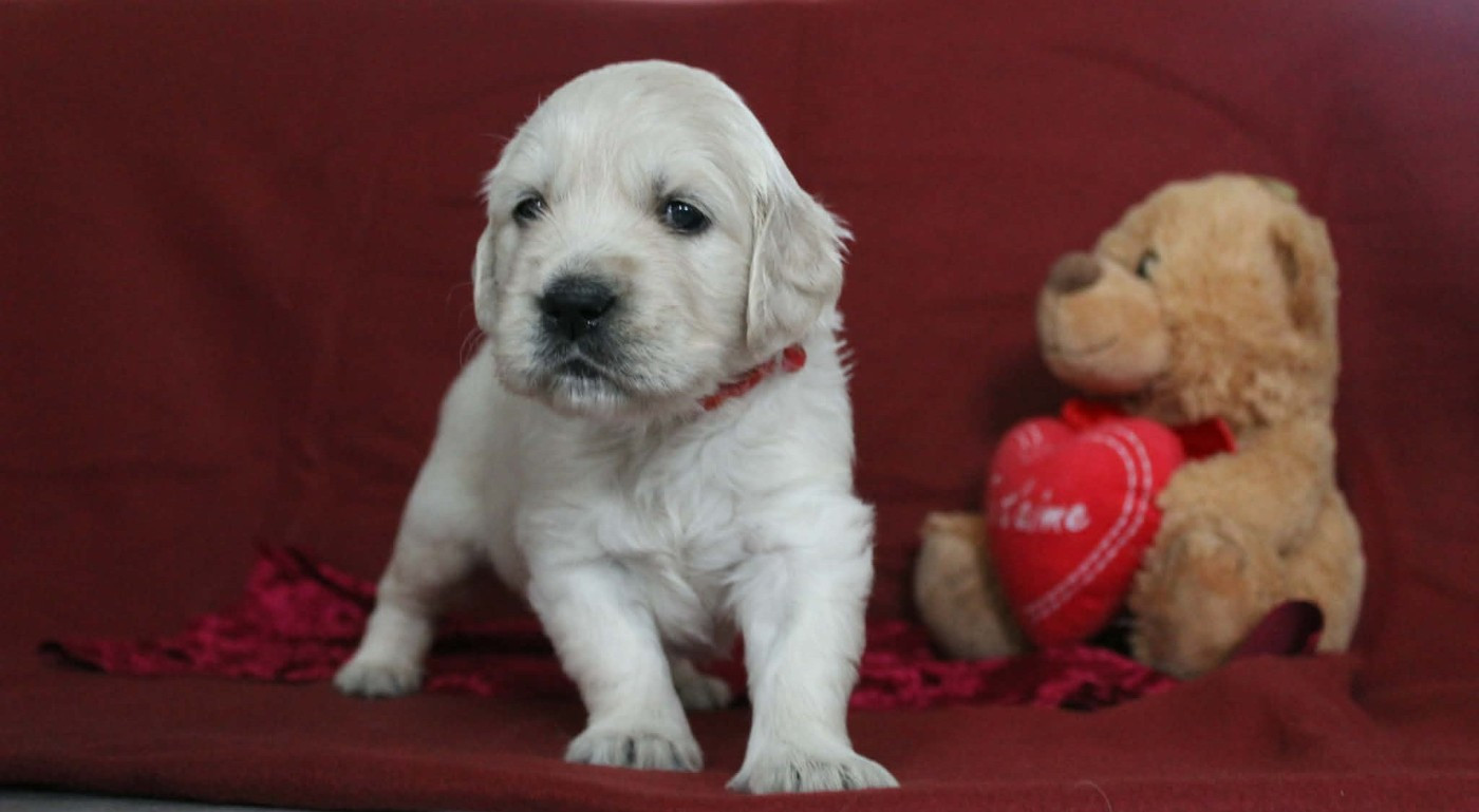 De L'Or De Lizzy - Chiots disponibles - Golden Retriever