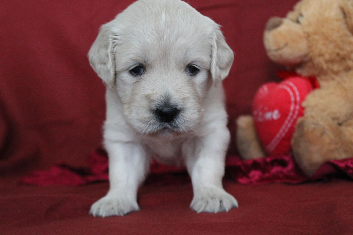 De L'Or De Lizzy - Chiots disponibles - Golden Retriever