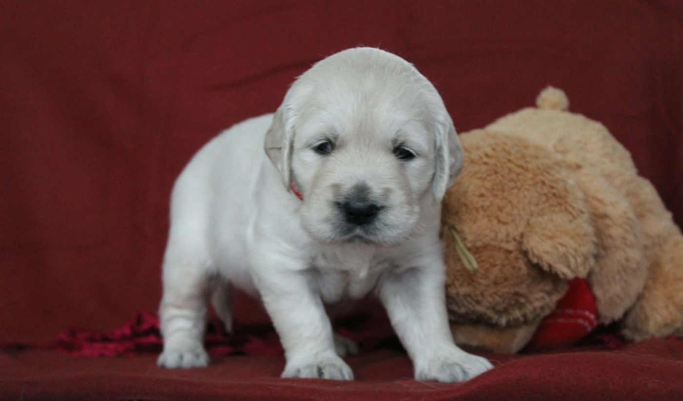 De L'Or De Lizzy - Chiots disponibles - Golden Retriever
