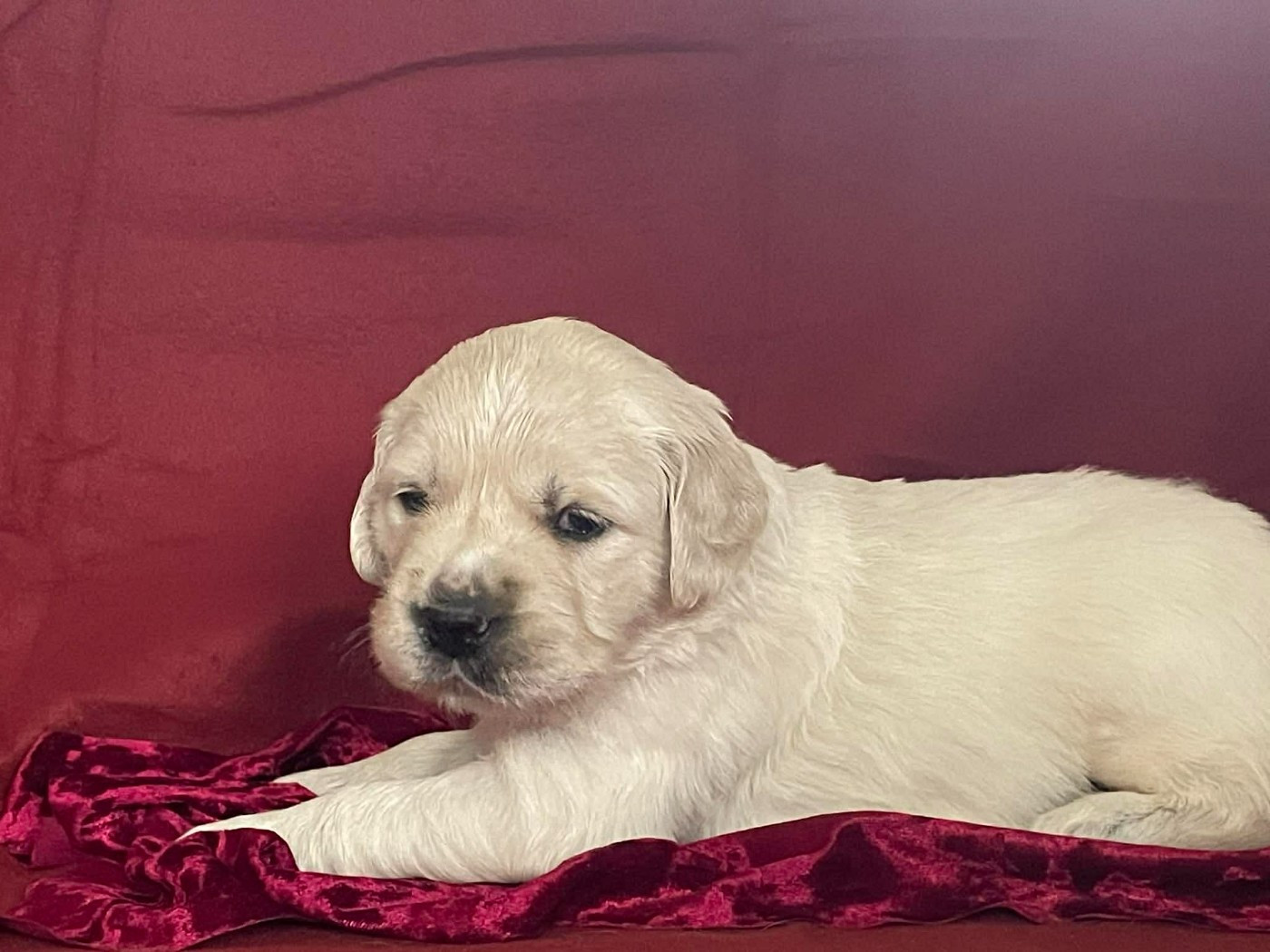 De L'Or De Lizzy - Chiots disponibles - Golden Retriever