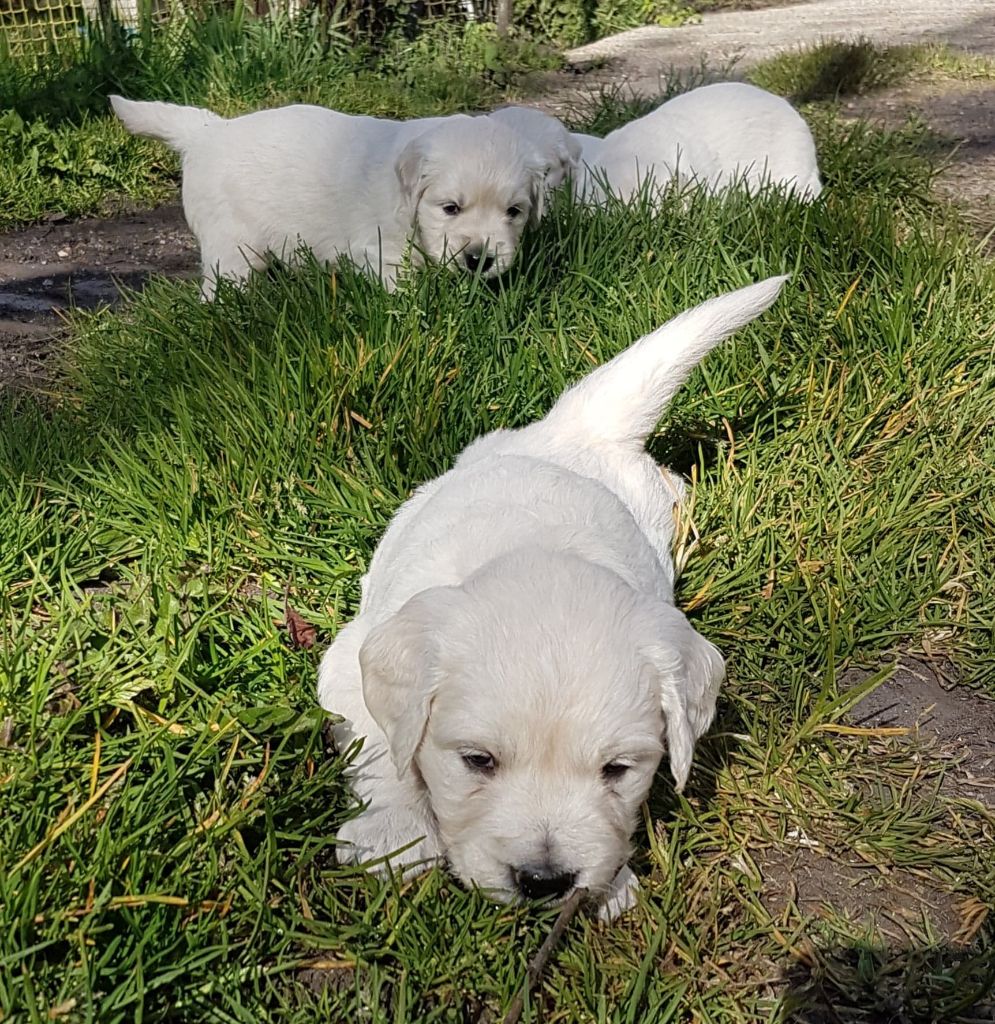 Chiot Golden Retriever De L'Or De Lizzy