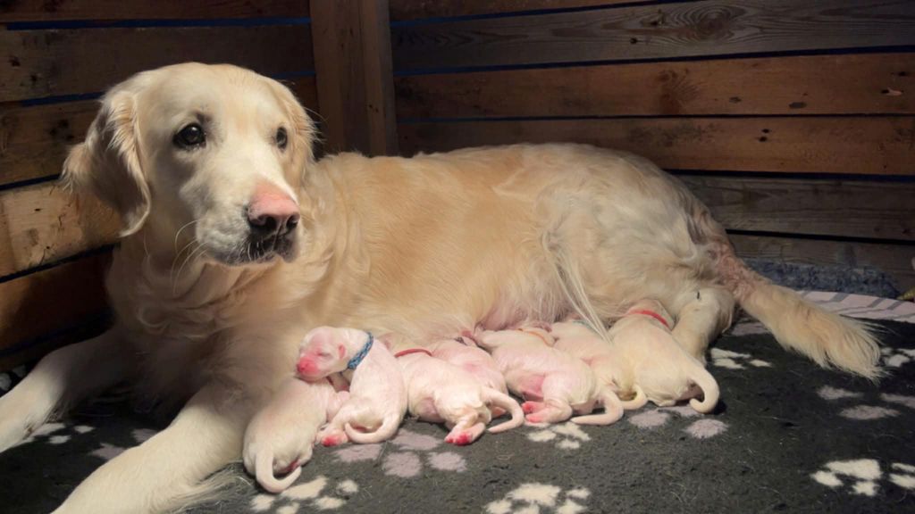 Chiot Golden Retriever De L'Or De Lizzy